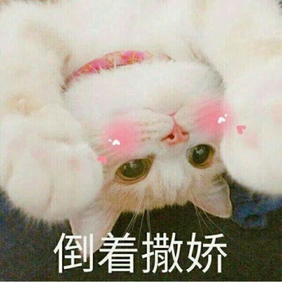 猫 表情包