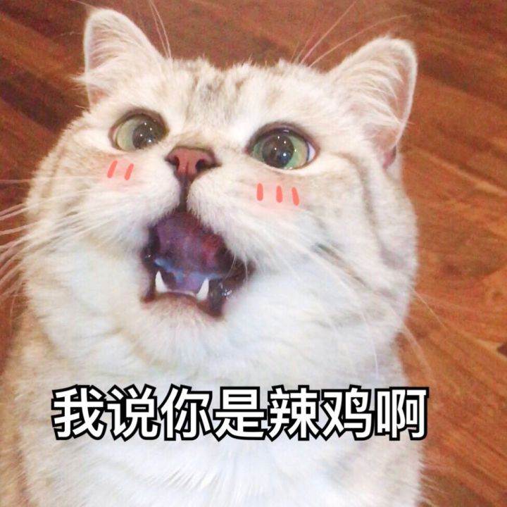 猫 表情包