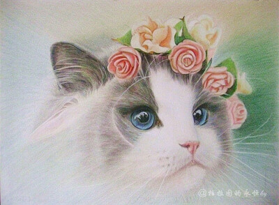 花猫