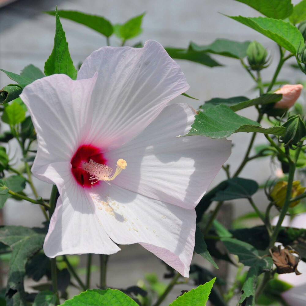 白色单瓣木槿花期710月
