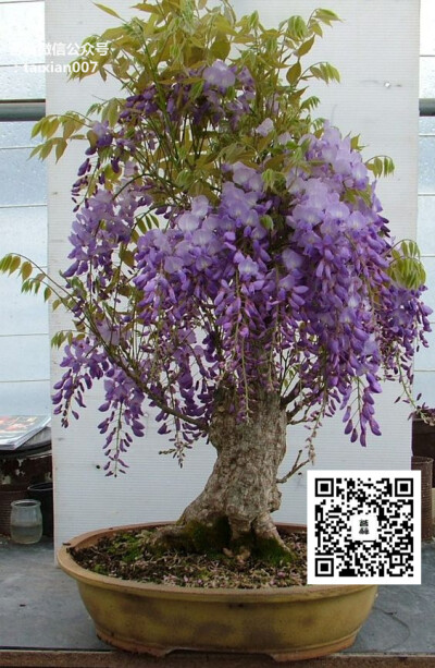 紫藤萝盆景