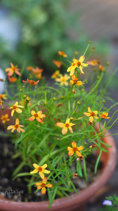 ｛.金鸡菊.｝虽然很小一朵，但是花很多，很密，生长很快，颜色丰富，夏季开花，耐晒！总之，夏天的花园少不了它们！。/花园/植物/花卉/ritaliya 