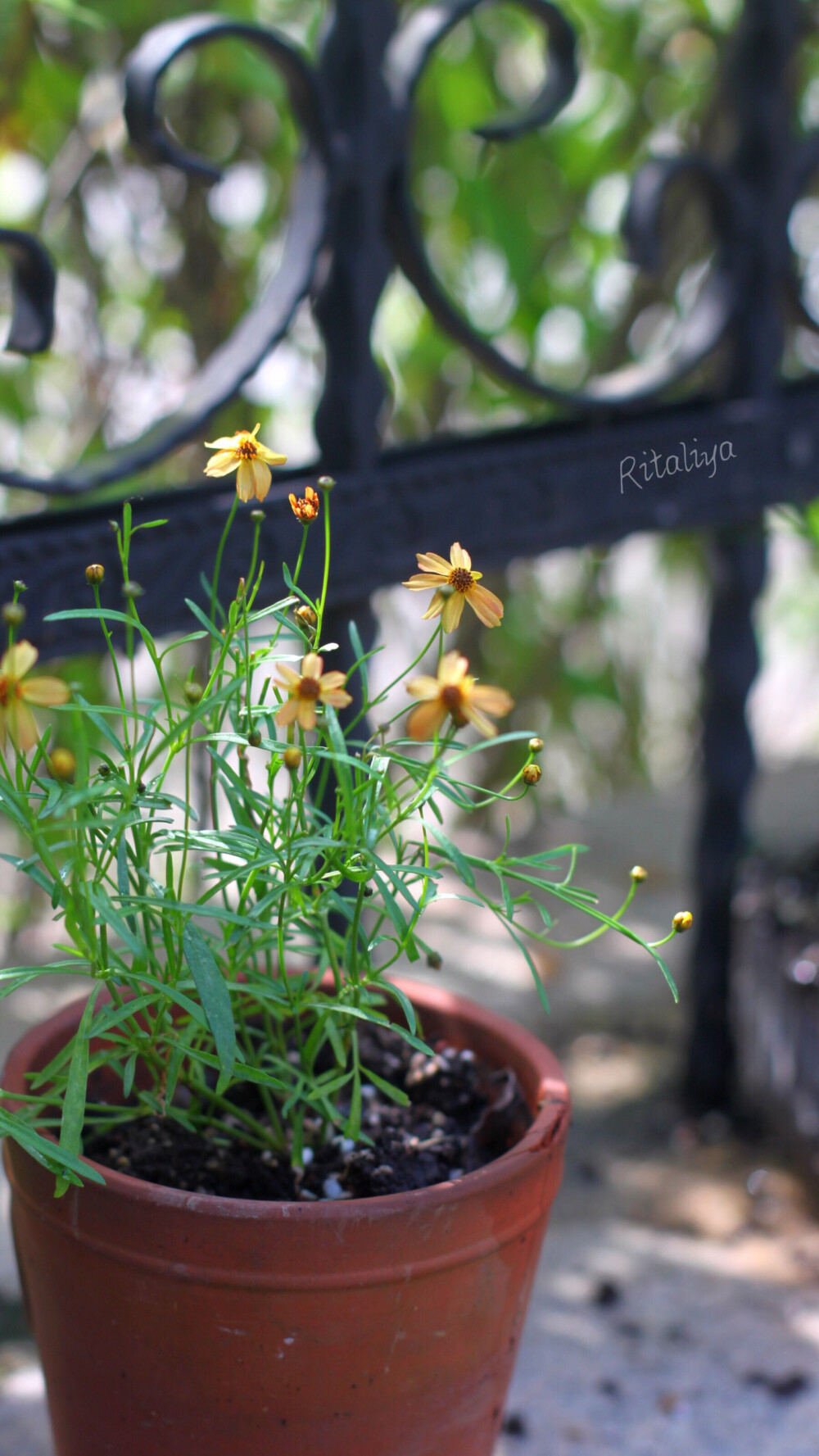 ｛.金鸡菊.｝虽然很小一朵，但是花很多，很密，生长很快，颜色丰富，夏季开花，耐晒！总之，夏天的花园少不了它们！。/花园/植物/花卉/ritaliya 