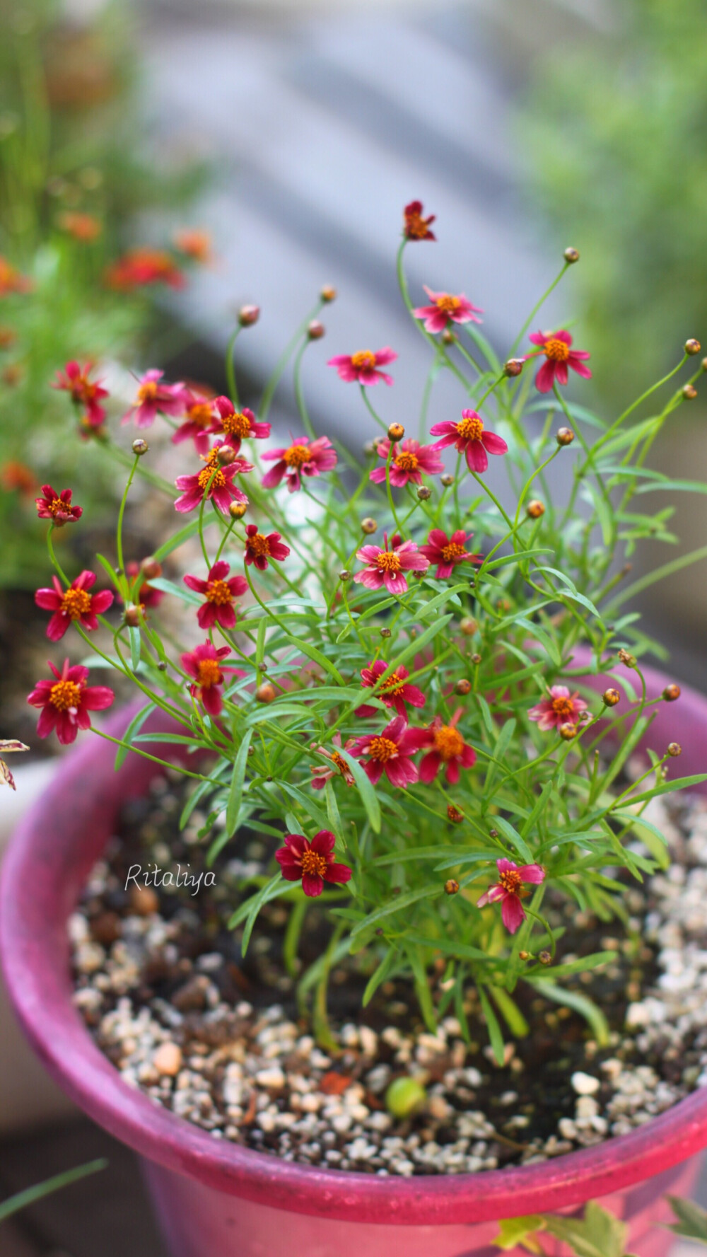 ｛.金鸡菊.｝虽然很小一朵，但是花很多，很密，生长很快，颜色丰富，夏季开花，耐晒！总之，夏天的花园少不了它们！。/花园/植物/花卉/ritaliya 