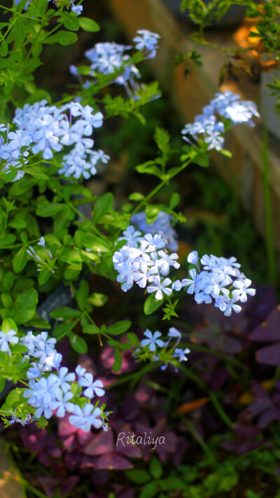 ｛.蓝雪花.｝可以开一整个夏天，特别容易爆开，大水大肥伺候上！。/花园/植物/花卉/ritaliya 
