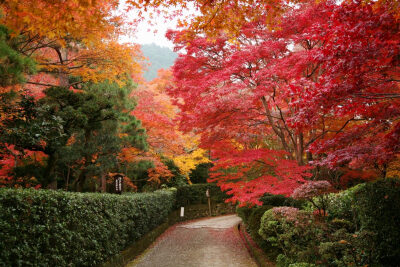 素材-日本风景-秋天