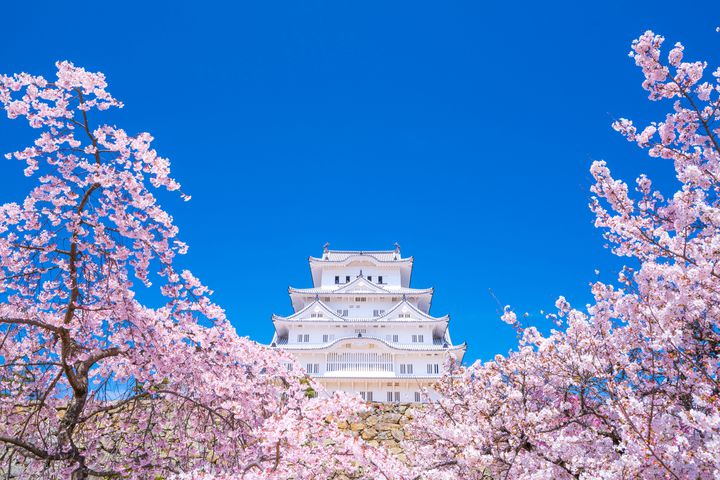 素材-日本风景-樱花