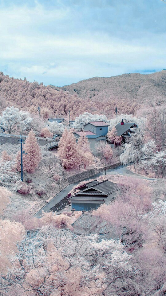 素材-日本风景-樱花