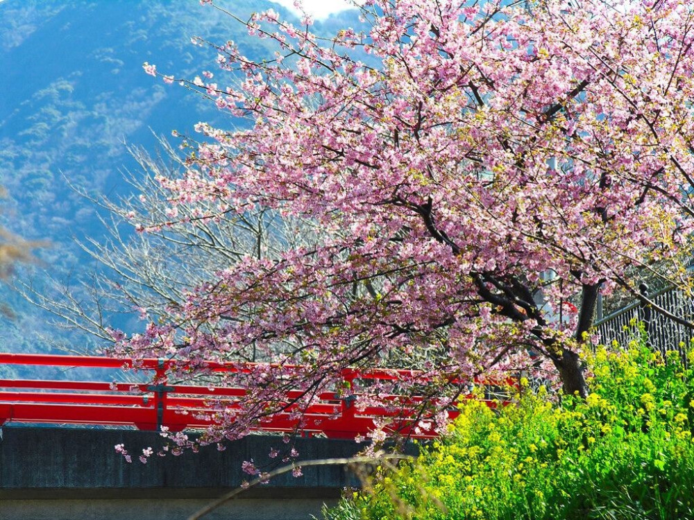 素材-日本风景-樱花