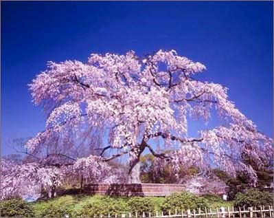 素材-日本风景-樱花