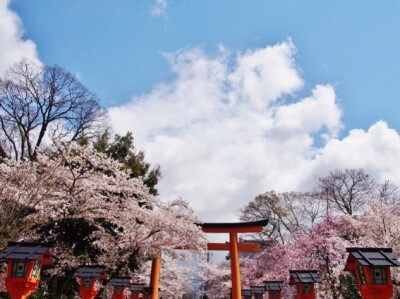 素材-日本风景-樱花