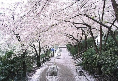 素材-日本风景-樱花