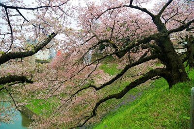 素材-日本风景-樱花