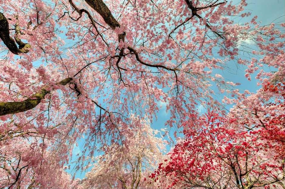 素材-日本风景-樱花