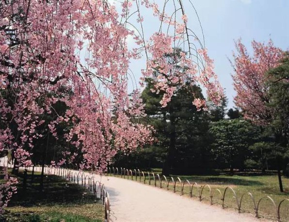 素材-日本风景-樱花