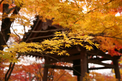 素材-日本风景-园林神社寺庙