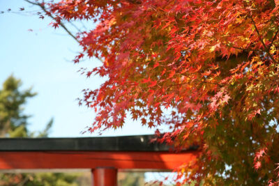 素材-日本风景-园林神社寺庙