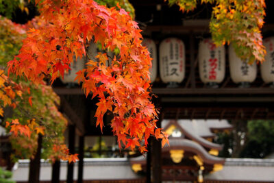 素材-日本风景-园林神社寺庙