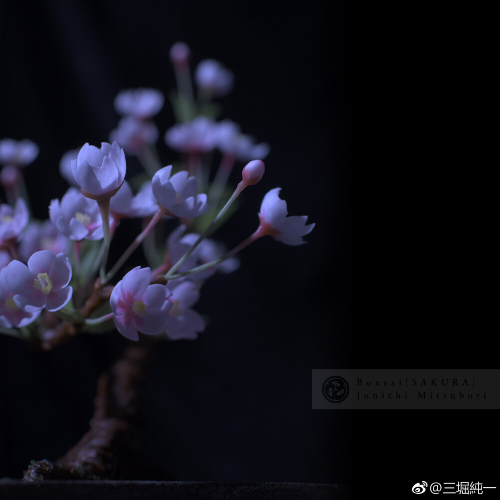 工蕓菓子 桜