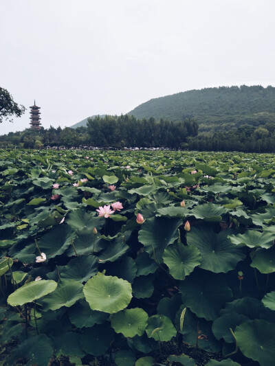 云龙湖荷花池