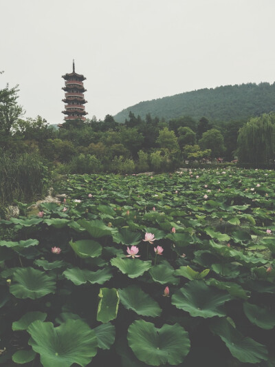 云龙湖荷花池