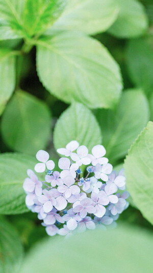 绣球花，无水印