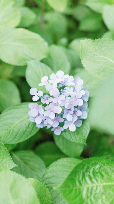 绣球花，无水印