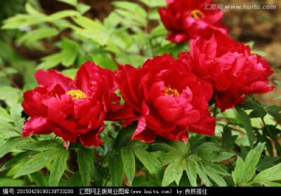 国红牡丹 花期5月