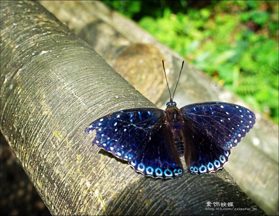 素饰蛱蝶
拉丁学名:Stibochiona nicea (Gray)
所属类别:鳞翅目 蛱蝶科Nymphalidae 秀蛱蝶亚科 饰蛱蝶属
形态特征:翅展55mm左右。翅面黑色，反面棕褐色。前翅外缘有1列整 齐的小白斑，其中2a室有2个，亚外缘有1列小白点，上述2列白点间有1条蓝色线。中室内有3条蓝白色短线，中室外侧也有数个小白点，后翅外侧也有数个小白点。后翅外缘有1列白斑，白斑内侧有1列黑点和蓝色带。反而斑点同正面，且更清晰。
产地分布:贵州、云南、浙江、江西、福建、广东、广西、海南、重庆、四川、西藏。印度、尼泊尔、锡金、不丹、缅甸、越南、马来西亚等。（图源百度）。