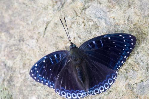 素饰蛱蝶
拉丁学名:Stibochiona nicea (Gray)
所属类别:鳞翅目 蛱蝶科Nymphalidae 秀蛱蝶亚科 饰蛱蝶属
形态特征:翅展55mm左右。翅面黑色，反面棕褐色。前翅外缘有1列整 齐的小白斑，其中2a室有2个，亚外缘有1列小白点，上述2列白点间有1条蓝色线。中室内有3条蓝白色短线，中室外侧也有数个小白点，后翅外侧也有数个小白点。后翅外缘有1列白斑，白斑内侧有1列黑点和蓝色带。反而斑点同正面，且更清晰。
产地分布:贵州、云南、浙江、江西、福建、广东、广西、海南、重庆、四川、西藏。印度、尼泊尔、锡金、不丹、缅甸、越南、马来西亚等。