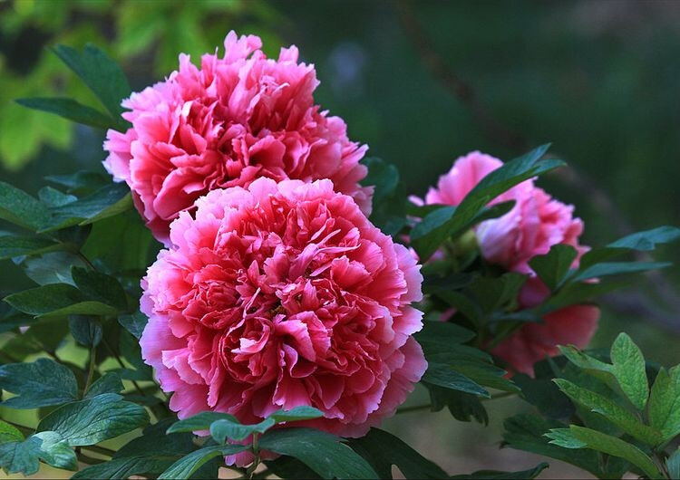 丛中笑牡丹花期5月