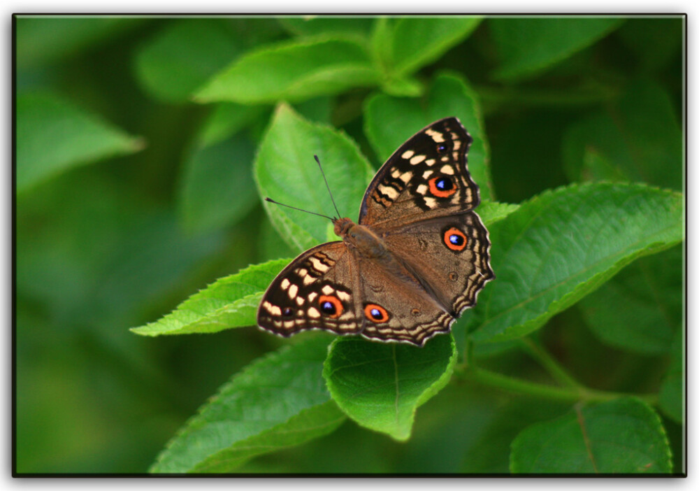 蛇眼蛱蝶又名鳞纹眼蛱蝶，眼纹拟蛱蝶 Junonia lemonias 。属鳞翅目，蛱蝶科。主要分布于云南、台湾区域
识别特征:翅正面褐色，前翅中室及外半部有黄白色斑纹，前翅cu1室及后翅m1到cu1各室有黑色眼纹，围以橘黄色环，两翅亚缘有橘红色新月纹斑列。夏型翅反面黄褐色，后翅眼纹明显；秋型翅反面微带红色或褐色，散生杂色斑驳，后翅眼纹不明显，似枯叶状。
寄主:瘤子草 Nelsonia campestris（爵床科），白背黄衣秥Sida rhombifolia（锦葵科）， 台湾鳞草花Lepidagathis formosensis（爵床科），台湾曲蕊马蓝Goldfussia formosanus等。
分布:海南、广东、广西、云南、台湾、香港；越南、缅甸、泰国、锡金、印度、马来西亚、菲律宾。（图源百度）