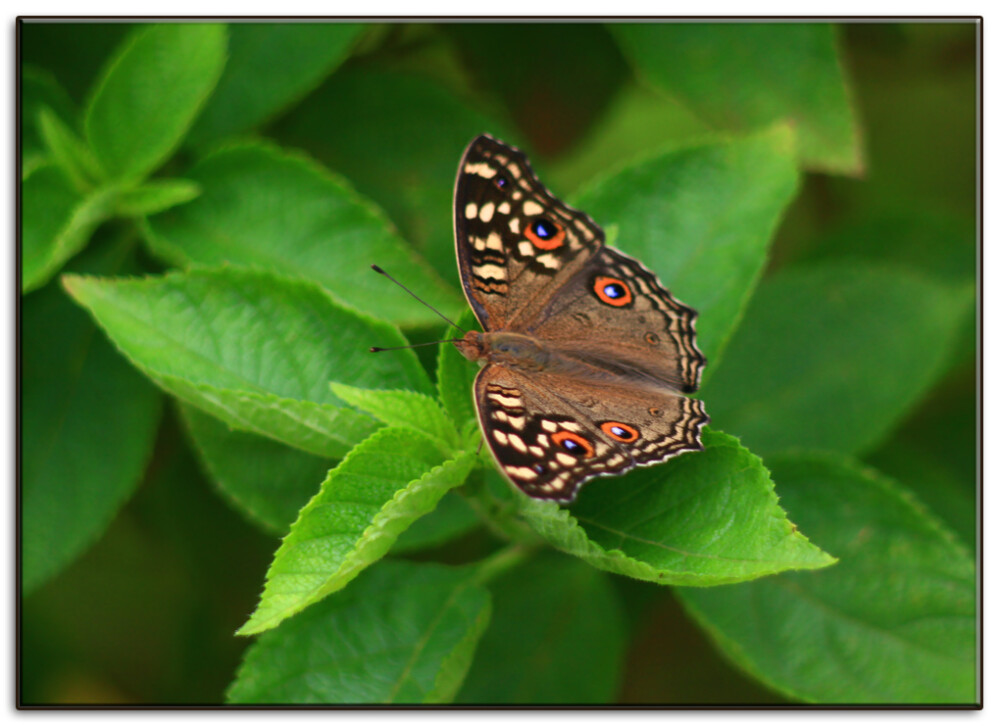 蛇眼蛱蝶又名鳞纹眼蛱蝶，眼纹拟蛱蝶 Junonia lemonias 。属鳞翅目，蛱蝶科。主要分布于云南、台湾区域
识别特征:翅正面褐色，前翅中室及外半部有黄白色斑纹，前翅cu1室及后翅m1到cu1各室有黑色眼纹，围以橘黄色环，两翅亚缘有橘红色新月纹斑列。夏型翅反面黄褐色，后翅眼纹明显；秋型翅反面微带红色或褐色，散生杂色斑驳，后翅眼纹不明显，似枯叶状。
寄主:瘤子草 Nelsonia campestris（爵床科），白背黄衣秥Sida rhombifolia（锦葵科）， 台湾鳞草花Lepidagathis formosensis（爵床科），台湾曲蕊马蓝Goldfussia formosanus等。
分布:海南、广东、广西、云南、台湾、香港；越南、缅甸、泰国、锡金、印度、马来西亚、菲律宾。（图源百度）