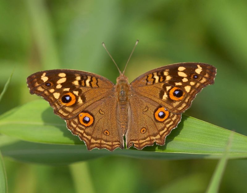 蛇眼蛱蝶又名鳞纹眼蛱蝶，眼纹拟蛱蝶 Junonia lemonias 。属鳞翅目，蛱蝶科。主要分布于云南、台湾区域
识别特征:翅正面褐色，前翅中室及外半部有黄白色斑纹，前翅cu1室及后翅m1到cu1各室有黑色眼纹，围以橘黄色环，两翅亚缘有橘红色新月纹斑列。夏型翅反面黄褐色，后翅眼纹明显；秋型翅反面微带红色或褐色，散生杂色斑驳，后翅眼纹不明显，似枯叶状。
寄主:瘤子草 Nelsonia campestris（爵床科），白背黄衣秥Sida rhombifolia（锦葵科）， 台湾鳞草花Lepidagathis formosensis（爵床科），台湾曲蕊马蓝Goldfussia formosanus等。
分布:海南、广东、广西、云南、台湾、香港；越南、缅甸、泰国、锡金、印度、马来西亚、菲律宾。（图源百度）