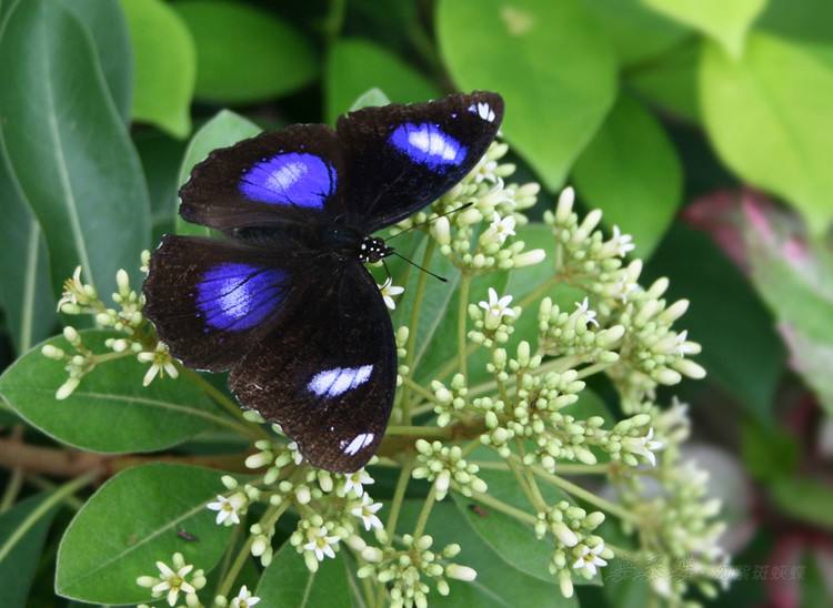 幻紫斑蛺蝶(幻蛺蝶,琉球紫蛺蝶) hypolimnas bolina (linnaeus) 圖源