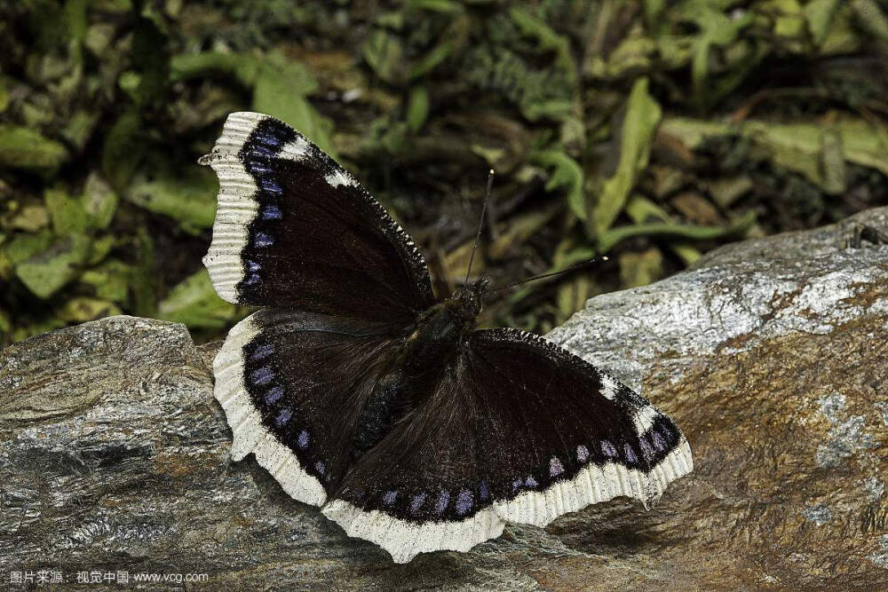 黄缘蛱蝶 Ngmphalis antiopa( Linnatns)
是鳞翅目蛱蝶科蛱蝶亚科蛱蝶族蛱蝶属的昆虫。蛱蝶属是个古老的属 ，不少种已分出了 ，目前全世界已记载了 6种 ，中国已知 3种。另外 2种是朱蛱蝶和白矩朱蛱蝶。黄缘蛱蝶又称"孝衣蝶"。幼虫以杨柳及榆树等为食，属林业害虫。
每年一代，成虫休眠。幼虫期5--7月，6--8月新一代成虫产生。成虫的寿命可达10--11个月，这在蝴蝶中是少见的。
分布:北京，黑龙江，新疆，陕西，朝鲜，日本；欧洲西部。
图片资料来源于百度。