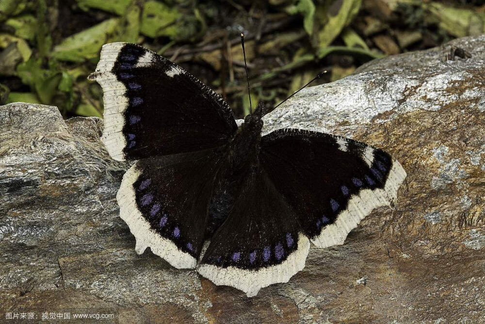 黄缘蛱蝶 Ngmphalis antiopa( Linnatns)
是鳞翅目蛱蝶科蛱蝶亚科蛱蝶族蛱蝶属的昆虫。蛱蝶属是个古老的属 ，不少种已分出了 ，目前全世界已记载了 6种 ，中国已知 3种。另外 2种是朱蛱蝶和白矩朱蛱蝶。黄缘蛱蝶又称"孝衣蝶"。幼虫以杨柳及榆树等为食，属林业害虫。
每年一代，成虫休眠。幼虫期5--7月，6--8月新一代成虫产生。成虫的寿命可达10--11个月，这在蝴蝶中是少见的。
分布:北京，黑龙江，新疆，陕西，朝鲜，日本；欧洲西部。
图片资料来源于百度。