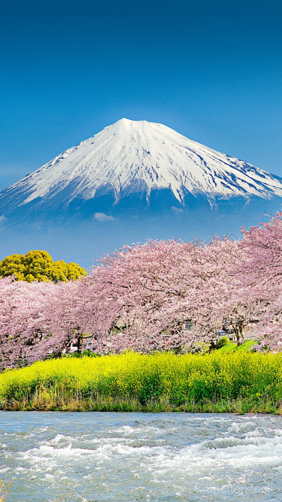 富士山下