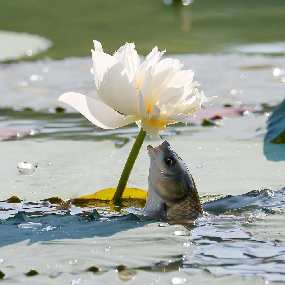 魚銜荷花