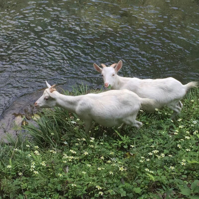 桃色Ｚｅｌｄａ'ｓ Ｌｕｌｌａｂｙ