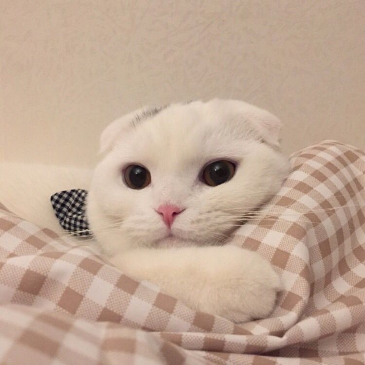 Daisy妤故の猫 小奶猫 可爱 猫星人