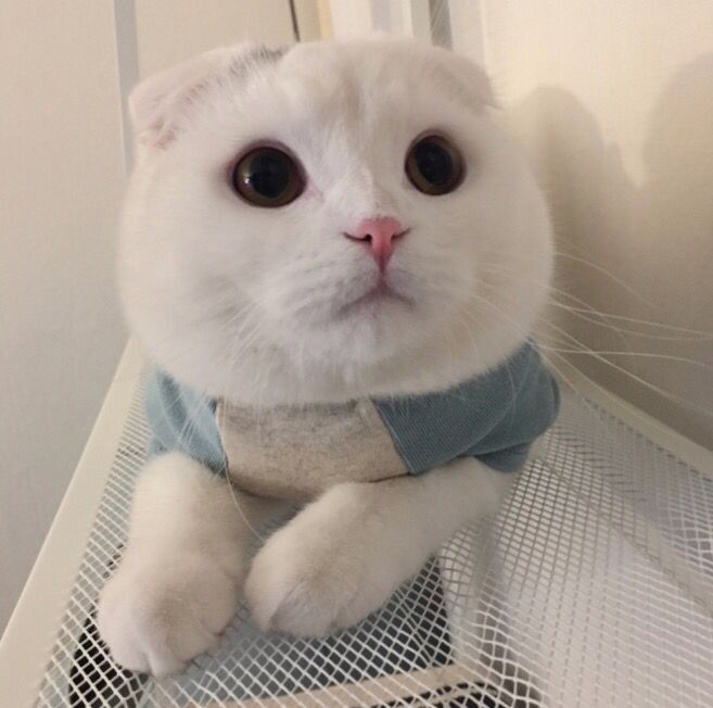 Daisy妤故の猫 小奶猫 可爱 猫星人