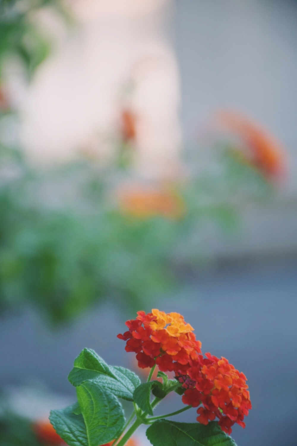 闲来赏花·马缨丹
photo by 川島云鶴