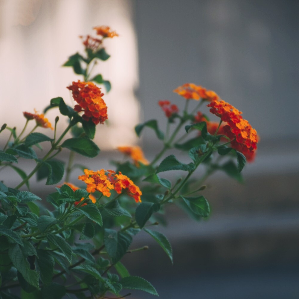 闲来赏花·马缨丹
photo by 川島云鶴