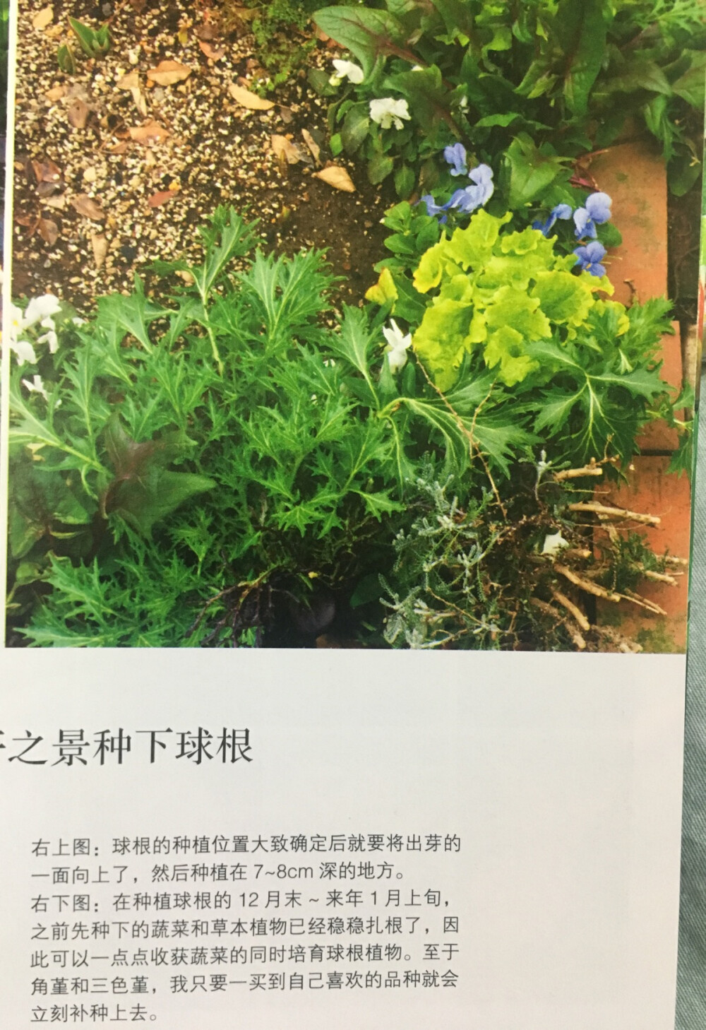 种球和蔬菜