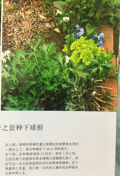 种球和蔬菜