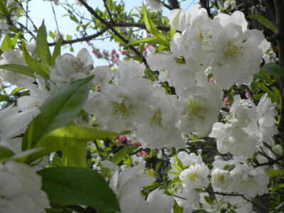 白碧桃 花期4月