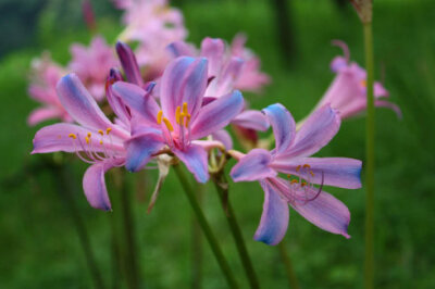 换锦花 花期8-9月