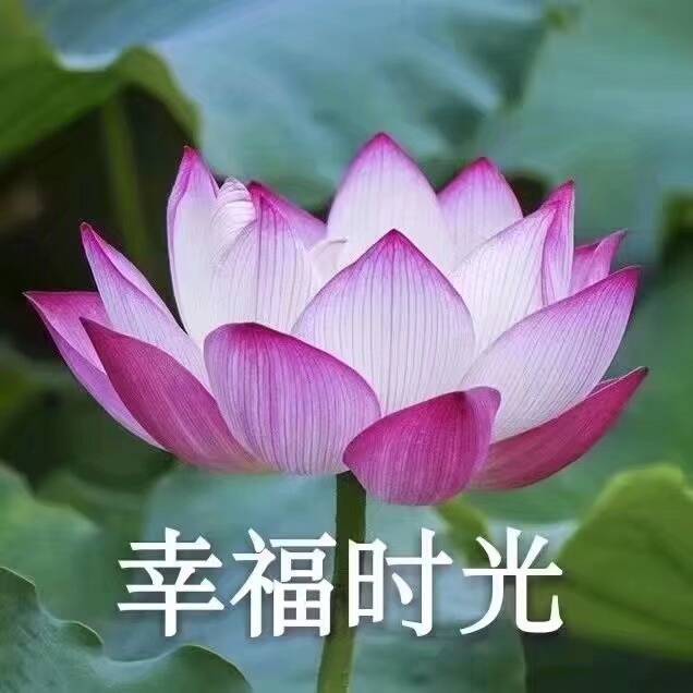 中老年/沙雕头像