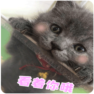 猫,萌宠,可爱,日常,表情包